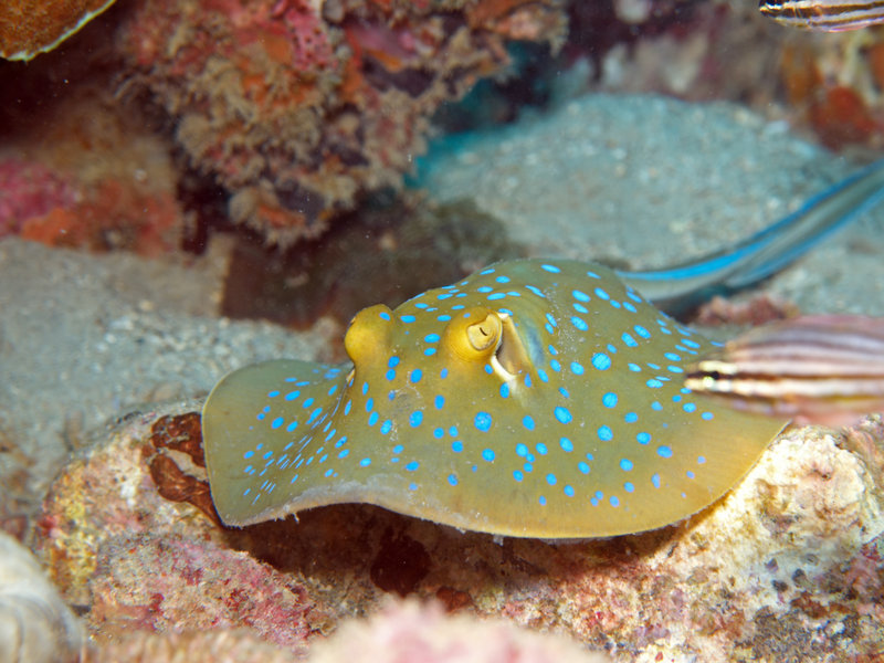 Blue spotted fan tail ray